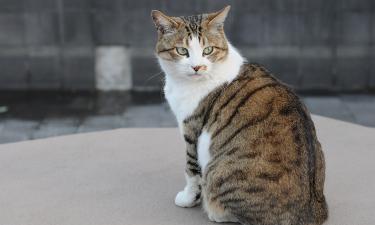 Что означают белые лапки у кошек? Разгадка древнего секрета