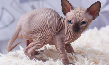 Нидерланды запретили разведение Scottish Fold и Sphynx — эксперт Соня Кампа