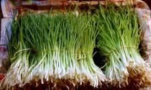 Как вырастить много зелёного лука в обычном пакете: простой метод для быстрого результата