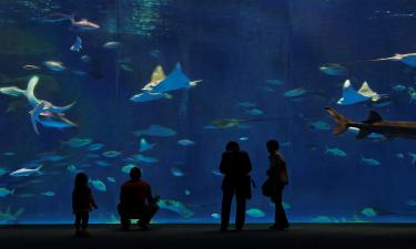 Марат Хуснуллин оценил: в Калининграде открыли уникальный Музей Мирового океана