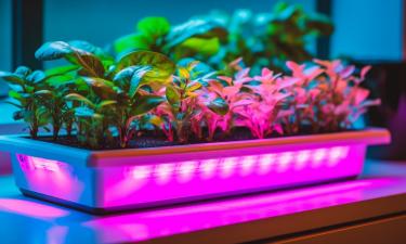 Фитолампы предотвращают вытягивание рассады в январе — Хромов