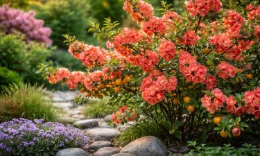 Золотистые плоды декоративной айвы полезны для иммунитета