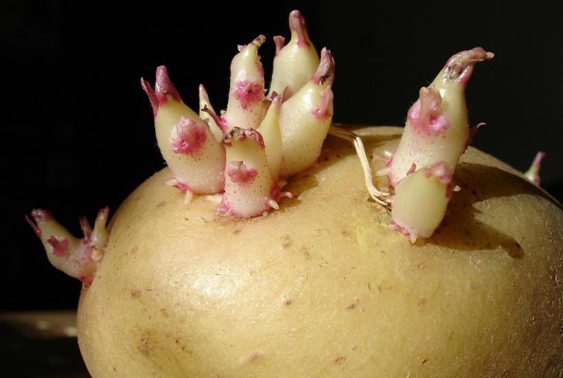 Проросший картофель Проросший картофель