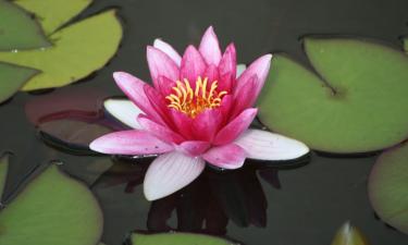 Деление корневища ускоряет размножение нимфеи