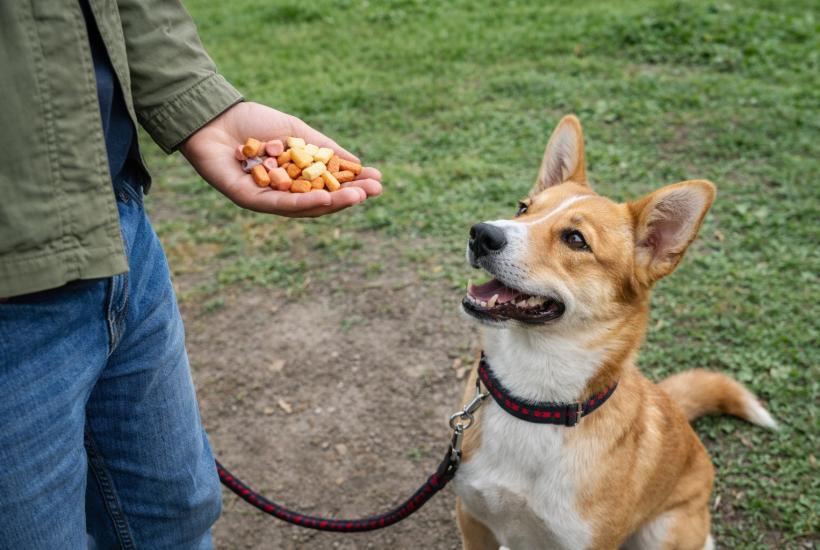Дрессировка собаки