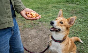 Непоследовательность хозяина ведет к потере послушания собаки — Белновости