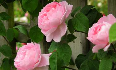 Королева для всего сада: эта летняя добавка продлевает жизнь каждого бутона розы на кусте