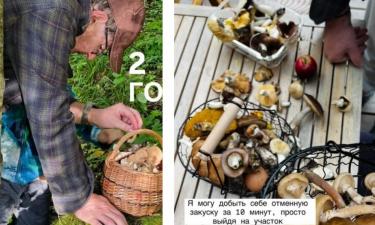 13 кур и несколько котов: почему Михаил Ширвиндт оставил телевидение и уехал в деревню