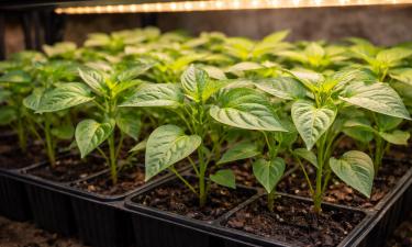 Рассада в феврале — как страховка от провала: 5 растений, которые летом отблагодарят