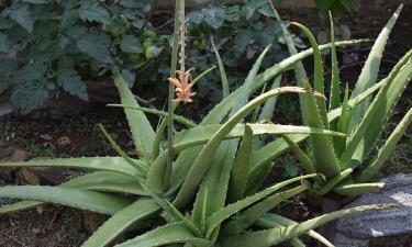 Не просто экзотический красавец: вот какими целебными свойствами обладает сок алоэ вера