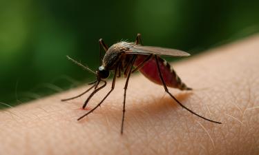Комары с тропиков опаснее, чем мы думали: летний вирус уже в России — эпидемия на подходе