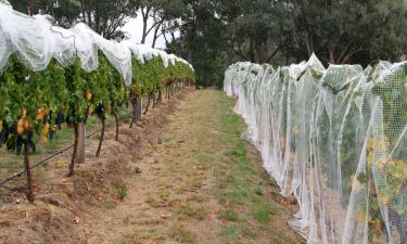 Когда цифры говорят сами за себя: 75 млн рублей для будущего винограда Дагестана