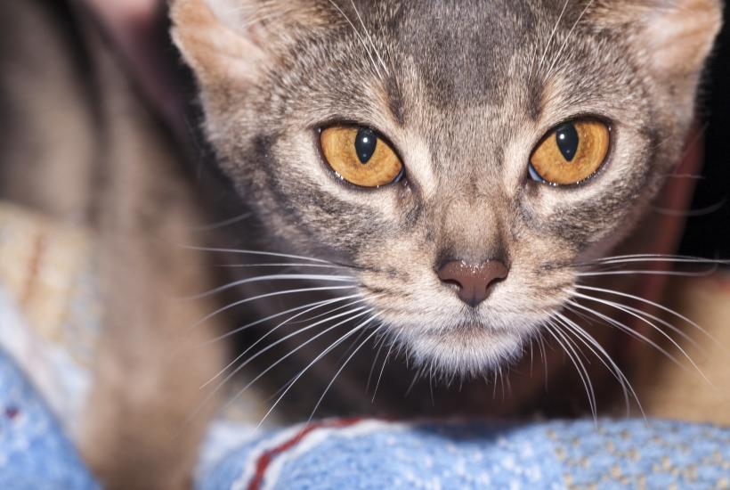 Абиссинская кошка