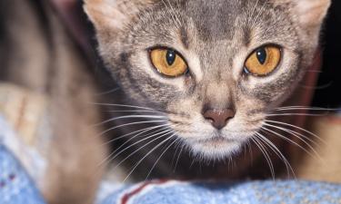 Кошки используют пристальный взгляд для привлечения внимания — Белновости