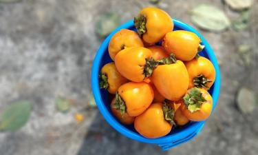 Хурма поспела — рынок не дозрел: Россия охладела к азербайджанскому урожаю