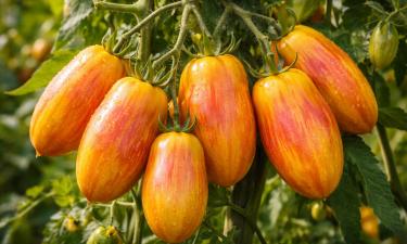 Сорт томатов "Золото Амишей" даёт урожай 15 кг с метра