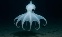 На глубине почти 5 км заметили то, что лучше не тревожить — призрачный охотник в бездне