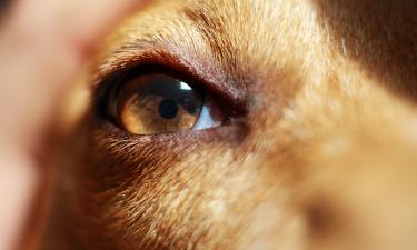 Контекст влияет на оценку эмоций собак человеком — учёные Холли Молинаро и Клайв Уинн