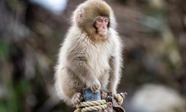 Макаки синхронизируют движения с музыкой по данным исследования — Science X