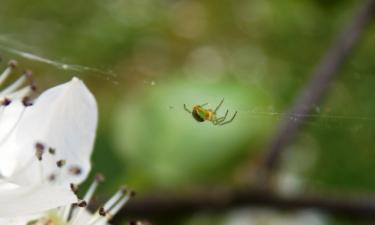 Daily Mail: грибок-зомби атаковал пауков в Америке, Британии и Чехии