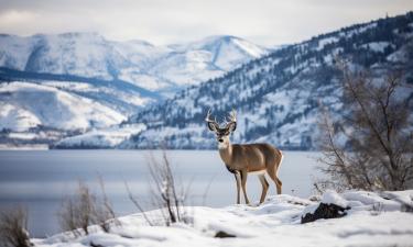 Северные олени совершают миграции на сотни километров