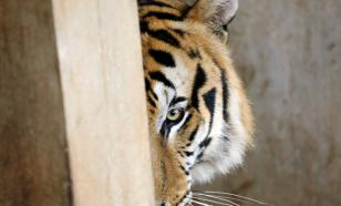 Золотодобытчики угрожают жизни амурских тигров, считают в ОНФ