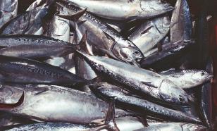 В Тюменской области рыболовы, нарушая законы, выловили 5 тысяч особей осетра и стерляди