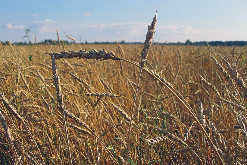 Пшеница