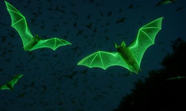 95% млекопитающих имеют светящуюся шерсть — зоолог Райнхолд