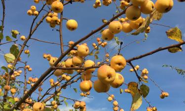Как избежать преждевременного опадения яблок: рекомендации экспертов