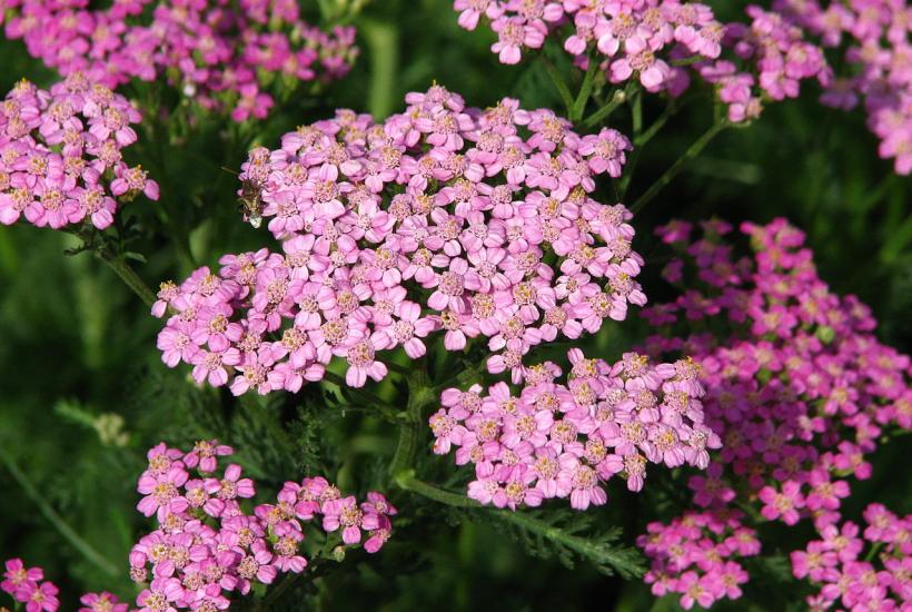 Тысячелистник