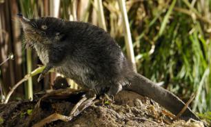 В Чувашии для выхухоли будет создана охраняемая территория