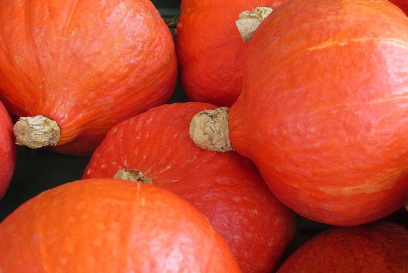 тыквы хоккайдо
