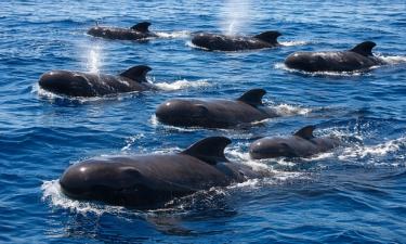 Короткоплавниковые гринды съедают до 202 кальмаров в день — исследователь Гоф