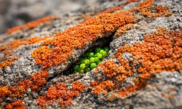 Где выгорает всё живое, Крым нашёл золотую жилу: обычные камни скрывали богатство