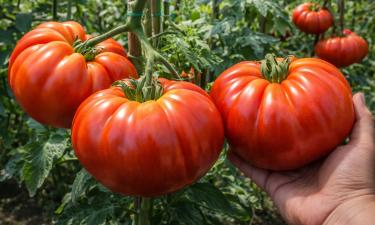 Три томатных гиганта для урожая-2026: плоды такие, что грядка их едва выдерживает