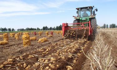 Как семена из Казахстана могут изменить производство чипсов — эксперимент PepsiCo