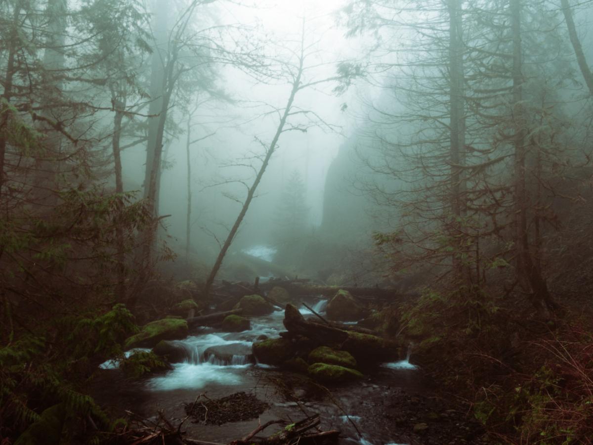 Длительный сезон больше не спасает деревья от засухи  Nature Communications