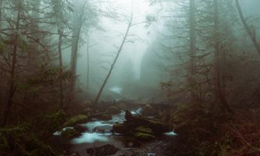 Длительный сезон больше не спасает деревья от засухи — Nature Communications