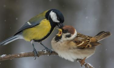 Синицы зимой расклевывают череп сородичей ради выживания – орнитолог Мишин