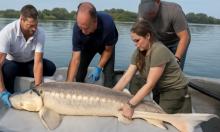 Река По вернула призрака: исчезнувший полвека гигант всплыл там, где его уже не ждали