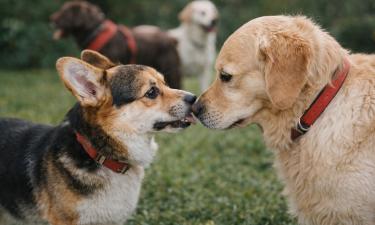 Собаки выбирают круг общения без подсказок: что влияет на их симпатии и отказ от игр