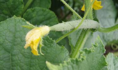 Дачники спорят уже десять лет: нужны ли огурцам усы — правда окажется неожиданной