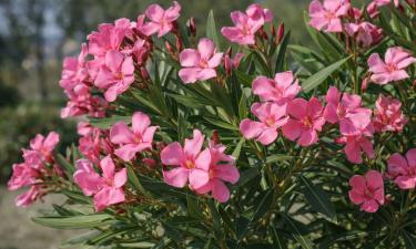 Олеандр переносит засуху после укоренения — Missouri Botanical Garden