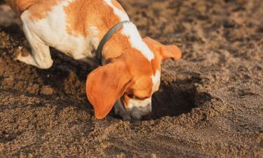 Собаки используют влажную почву для своего комфорта — кинолог Елена Семенова