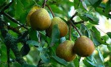 200 граммов весной — и груша кормит как сумасшедшая: урожай с дерева становится в разы крупнее