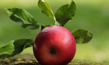 Кожура яблока обеспечивает основную часть пищевых волокон — заявил врач Имтиаз