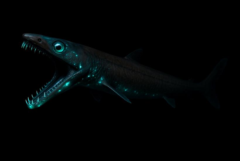 Акула-гадюка