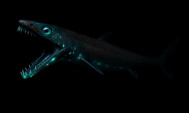 Акула-гадюка проглатывает добычу целиком без жевания — Science&Vie