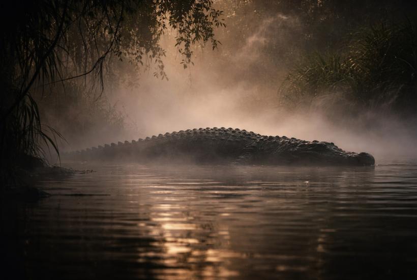 Силуэт крокодила в тумане